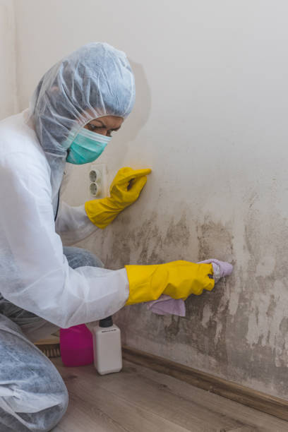 Chandler, AZ Mold Removal Company